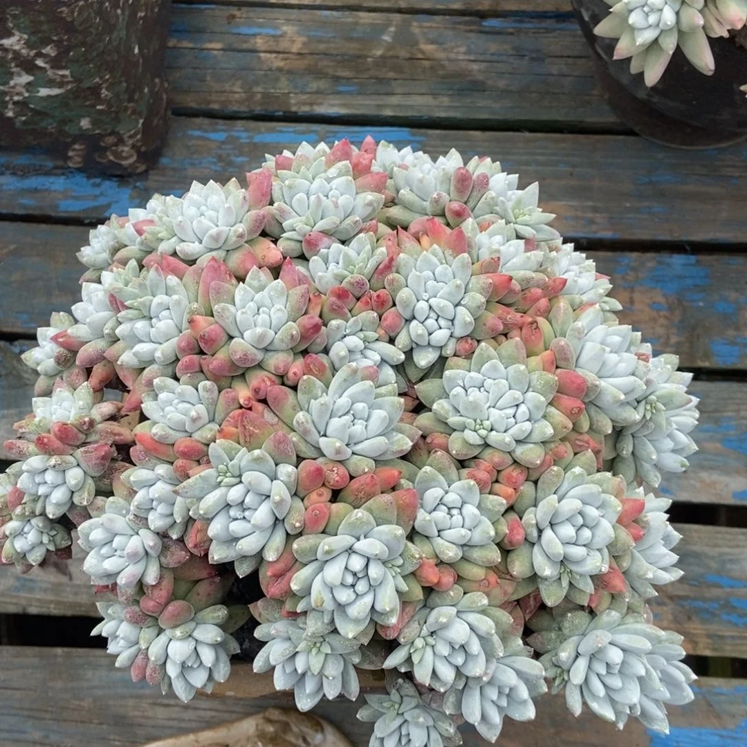 白姆啦啦啦多肉啦啦