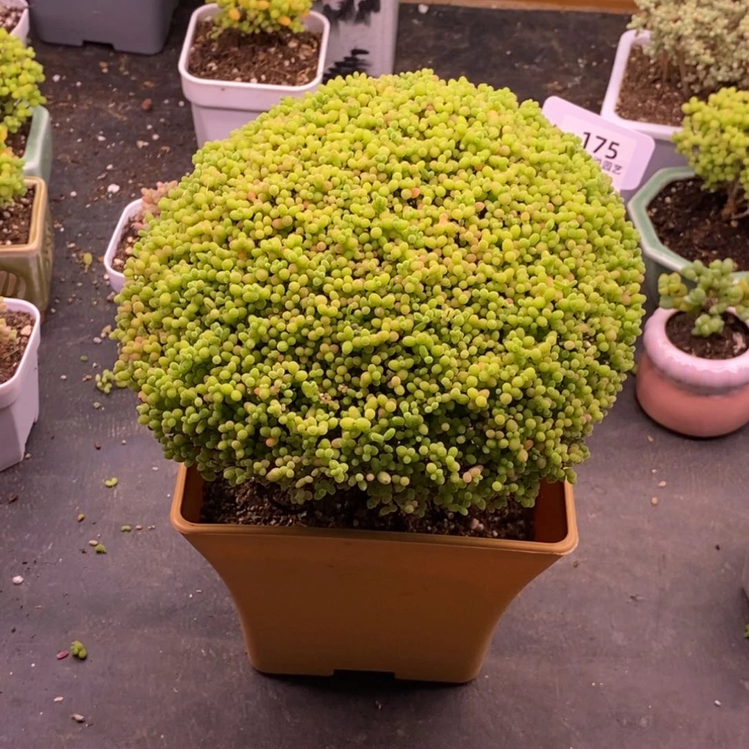 无花朵闹***闹35蜜橘。