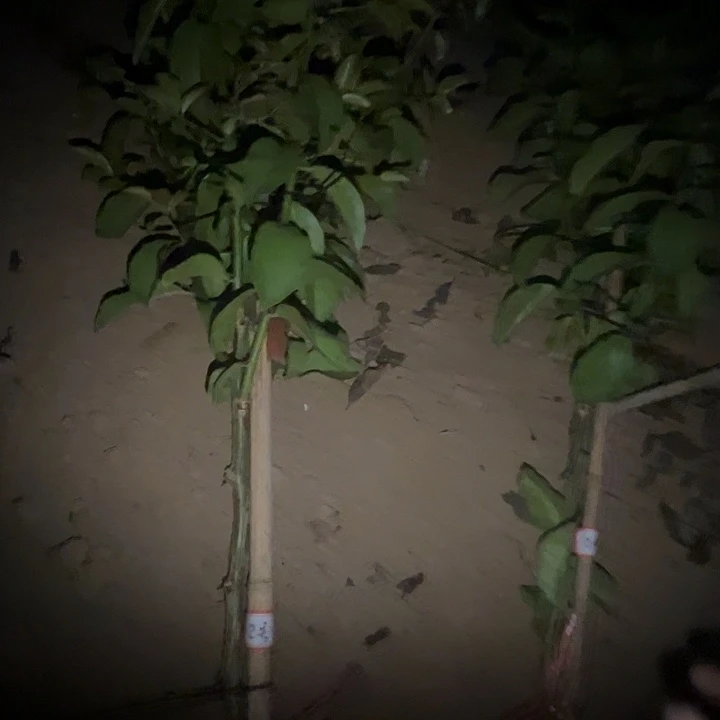 2号精品分枝叶仙随机一棵