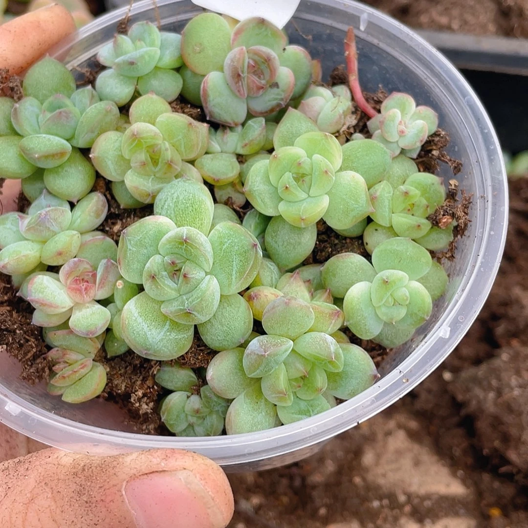 多肉植物多肉植物111
