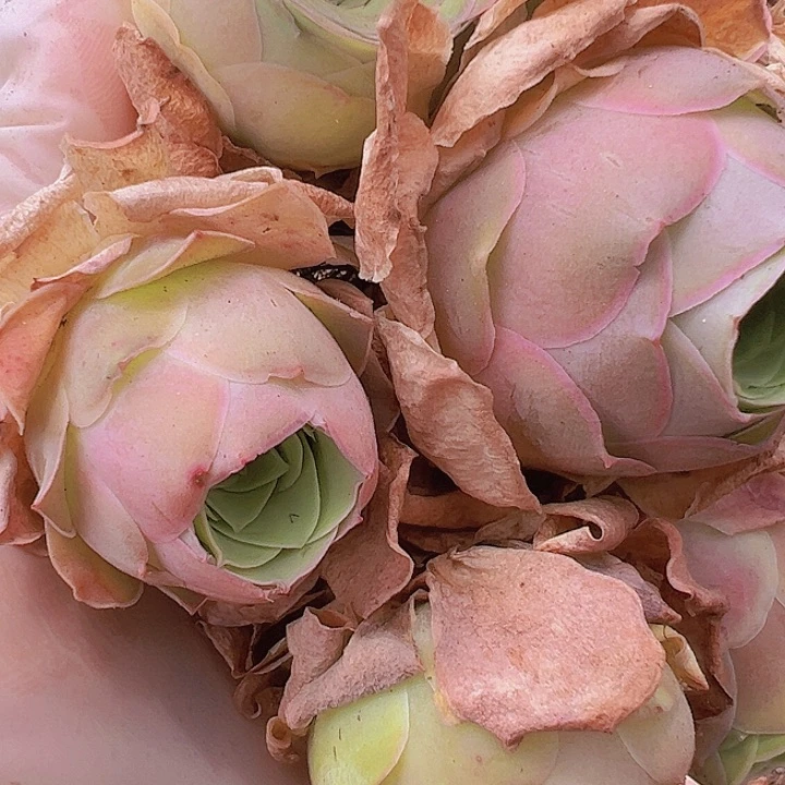 山地玫瑰多肉植物10颗3厘米