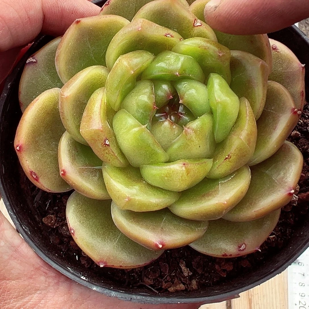 0923-144蓝水鬼特殊