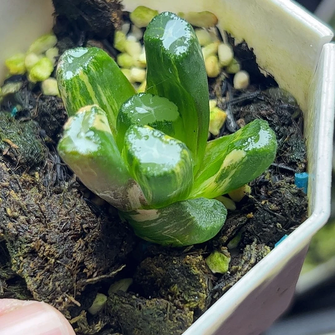 白妙锦十二卷十二卷