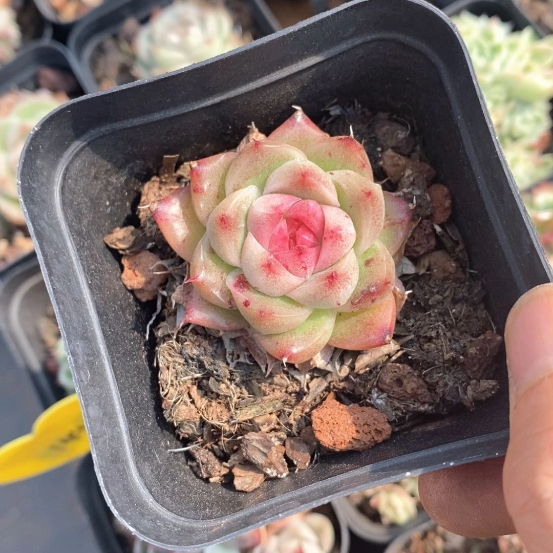 精品多肉一物一拍不包整157