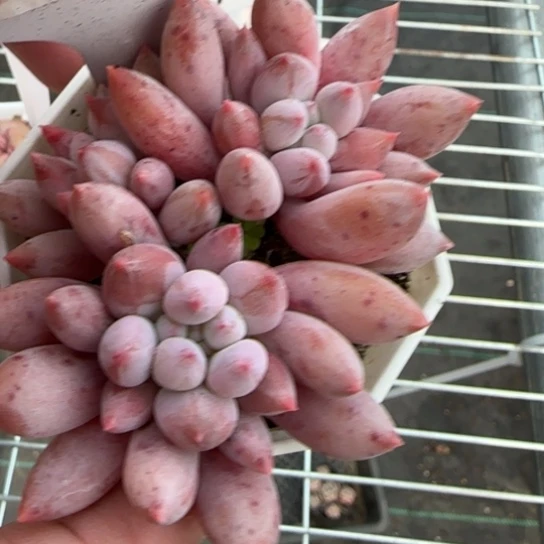 45所罗门多肉一物一拍