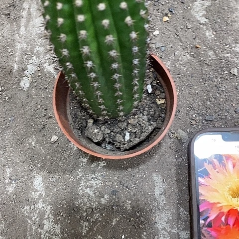 超级杏毛花，高10公分左右