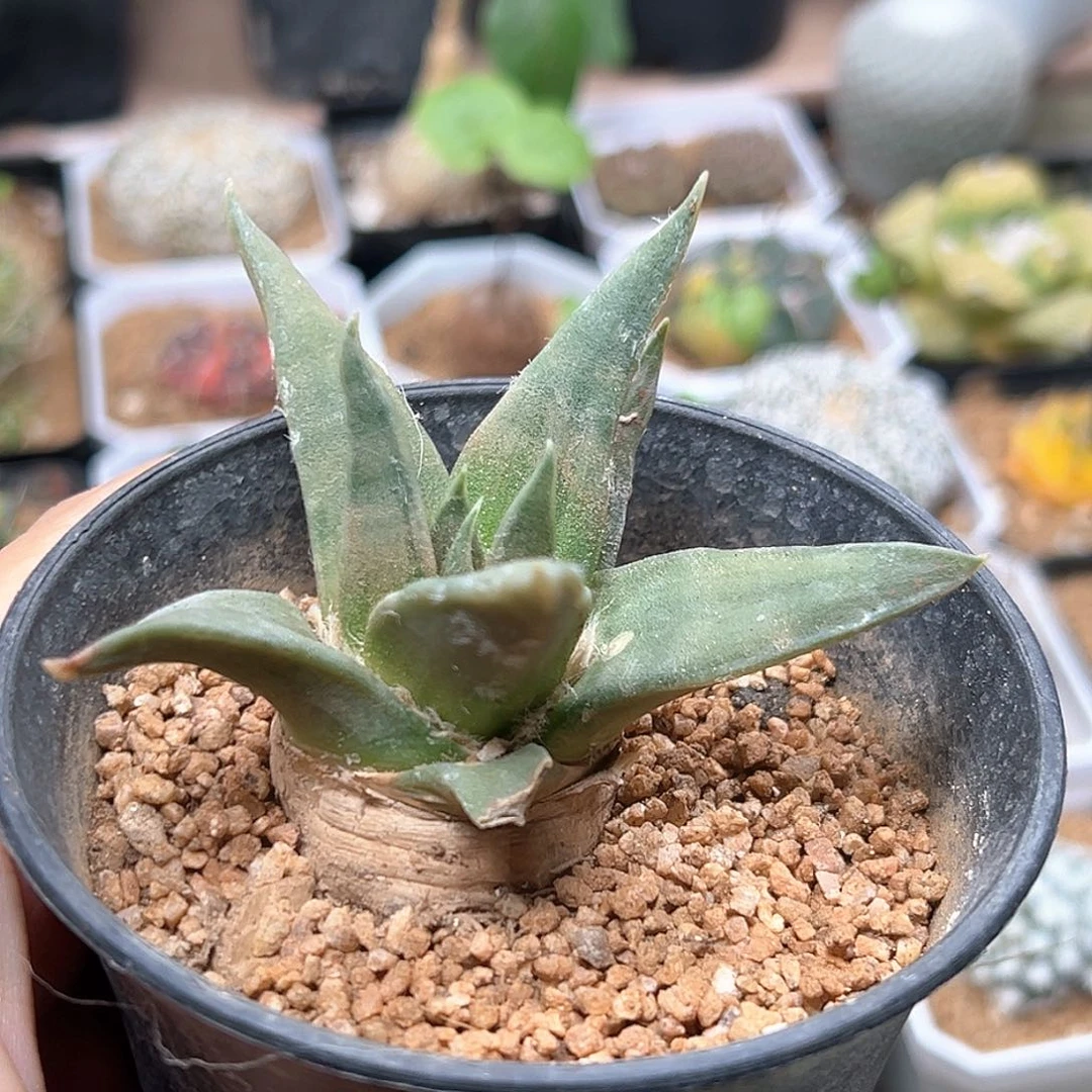 无花朵实生龙牙牡丹7.4CM