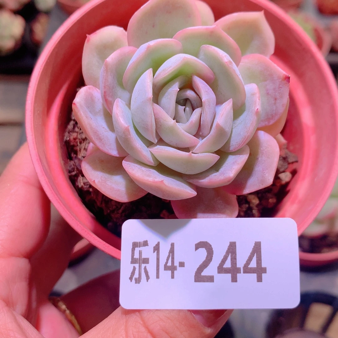 乐然14-244 蓝色惊喜