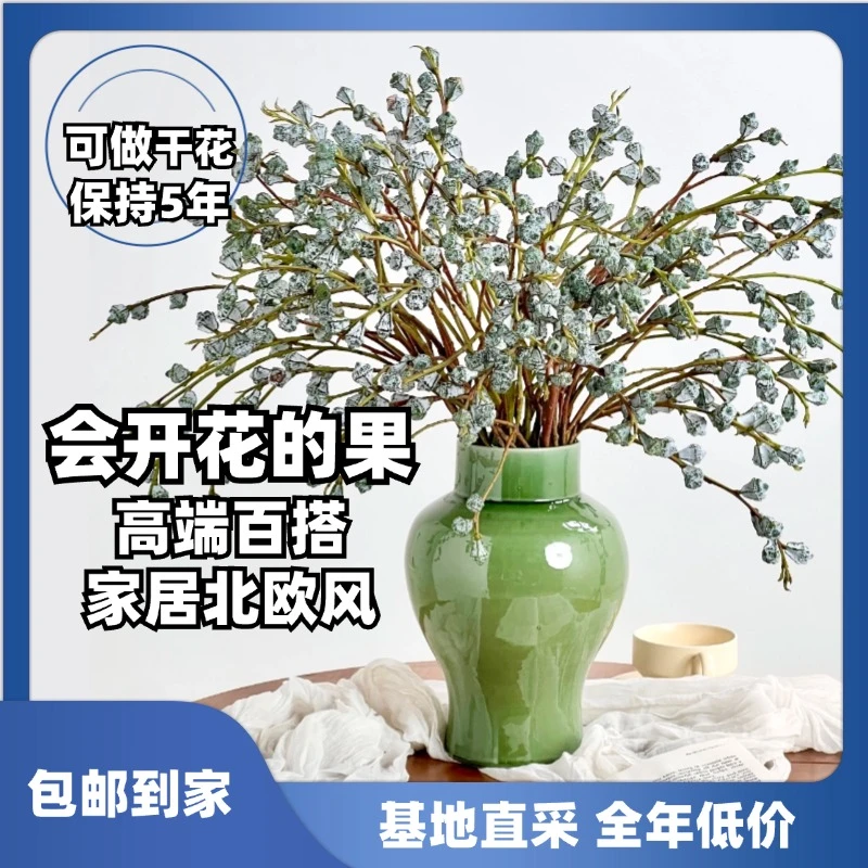 【钻石尤加利果】圣诞新鲜采摘做干花干果花云南基地鲜花花材备用