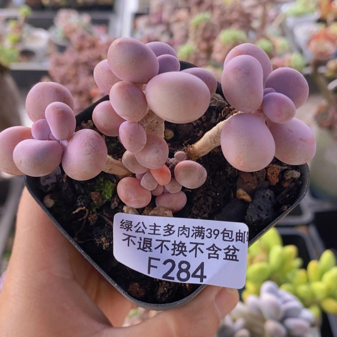 腰子桃蛋6cm284多肉植物