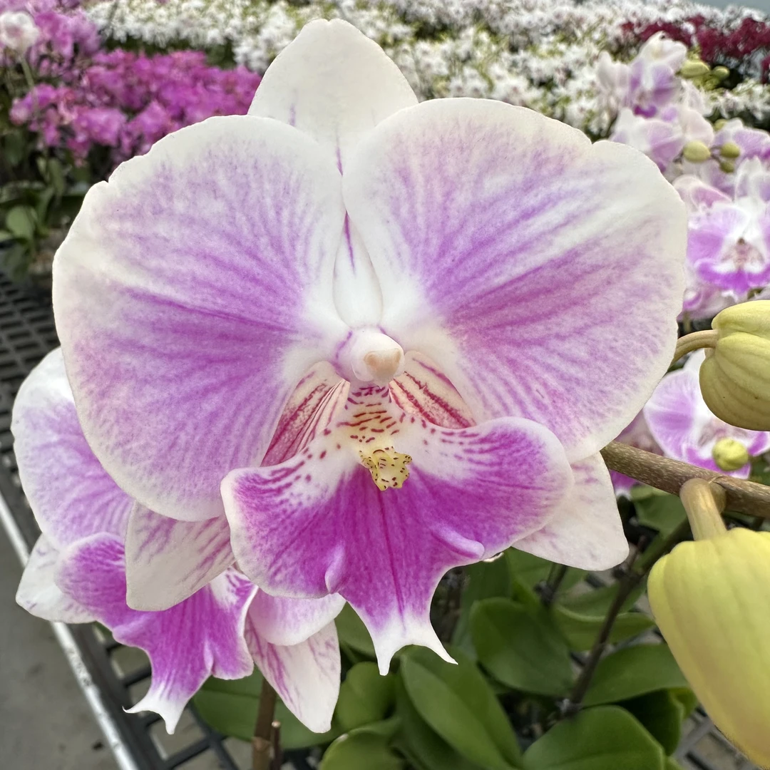 A3【妖娆】基地直发蝴蝶兰.室内花.花期长