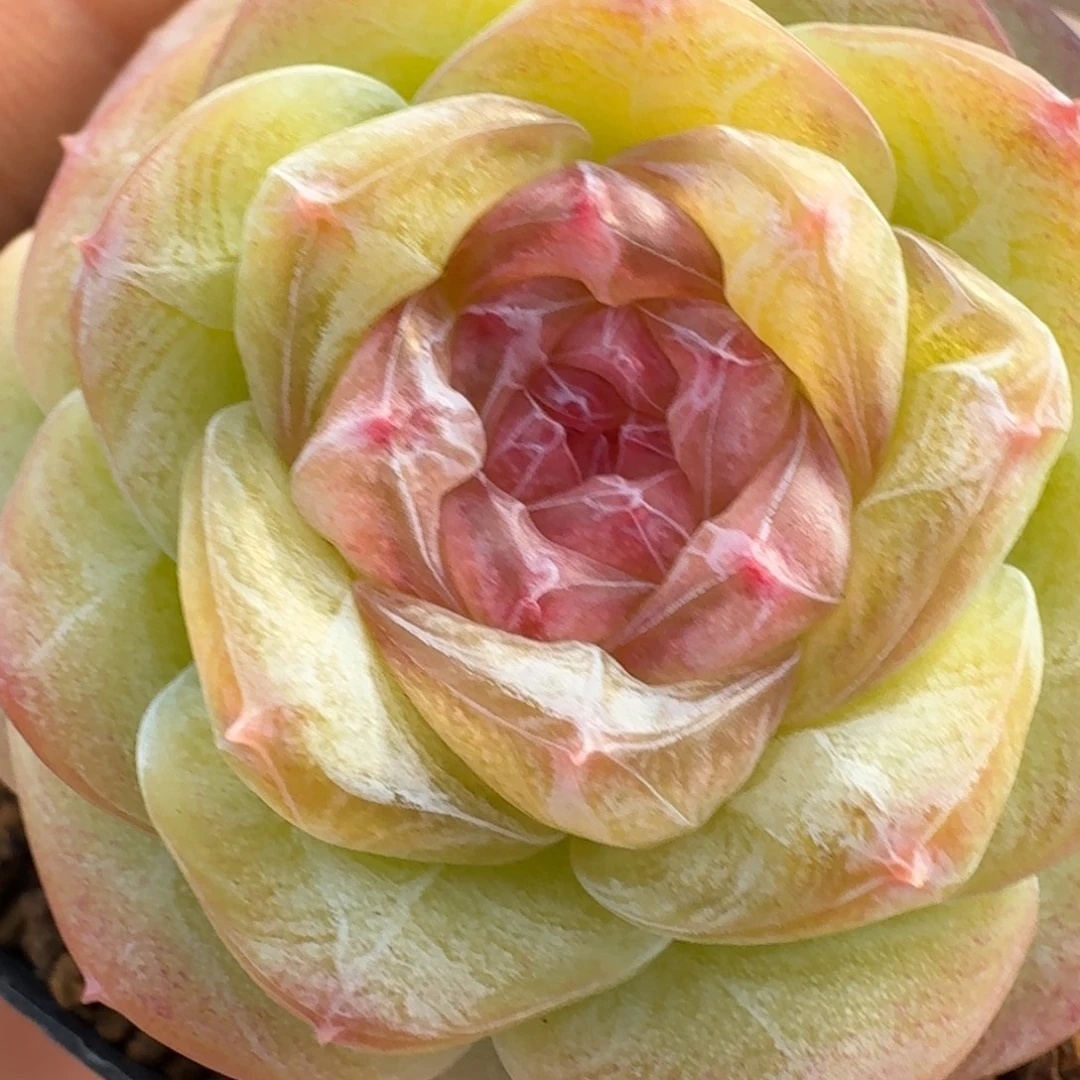 0104-10-芳草四单头一颗多肉