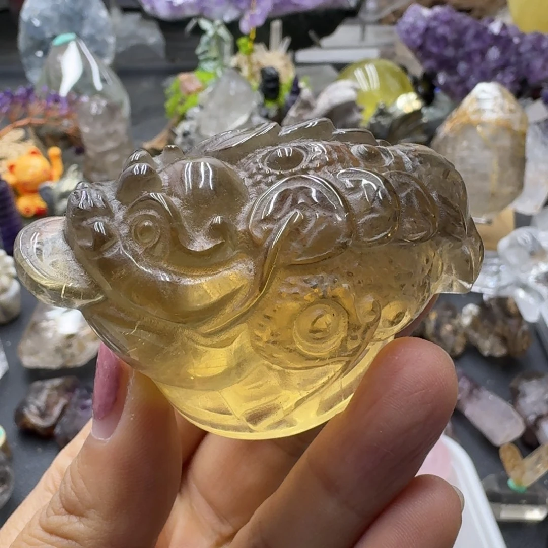 巴西黄金蟾的故事