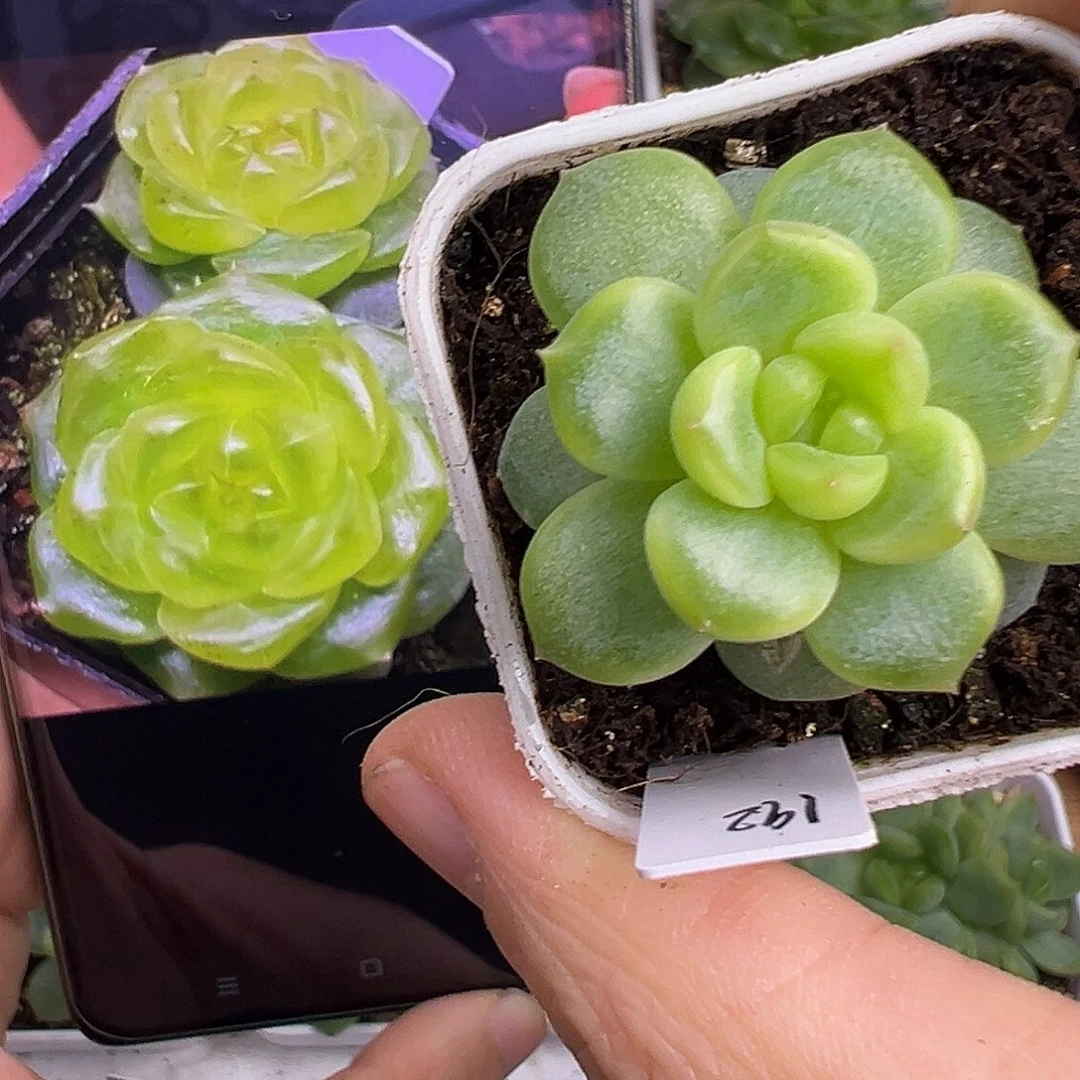 192甜心大单头。