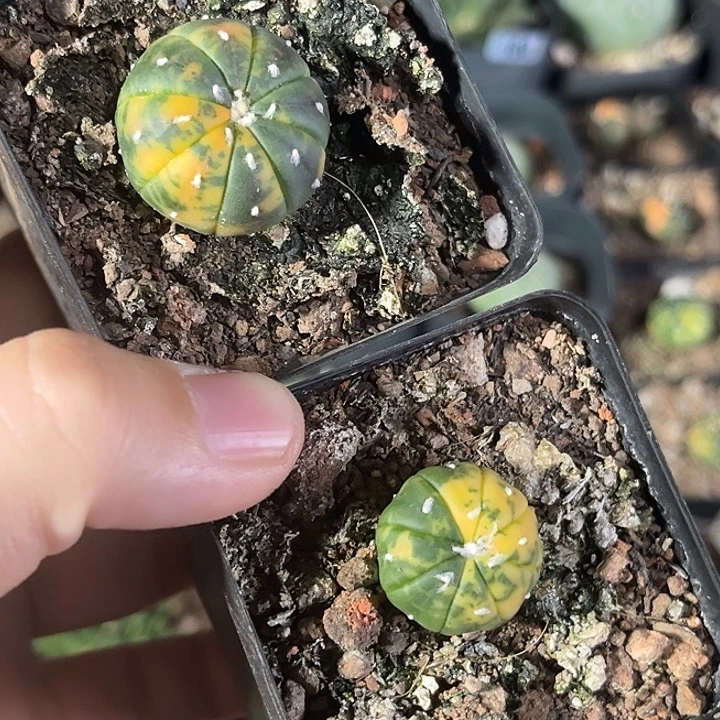 两颗仙人球一物一拍实生6