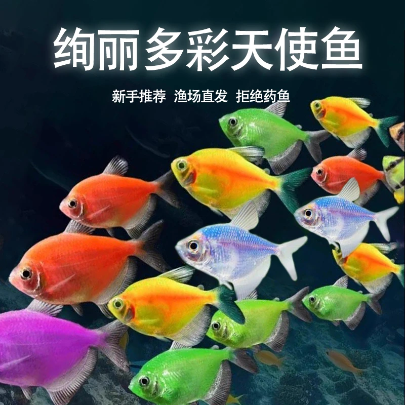 天使鱼观赏鱼大号群游懒人小型淡水好养耐活龙凤天使鱼热带鱼包邮