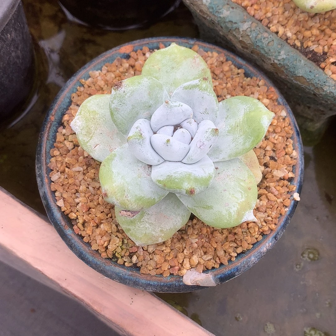 8519牡丹苹果叶仙女杯多肉