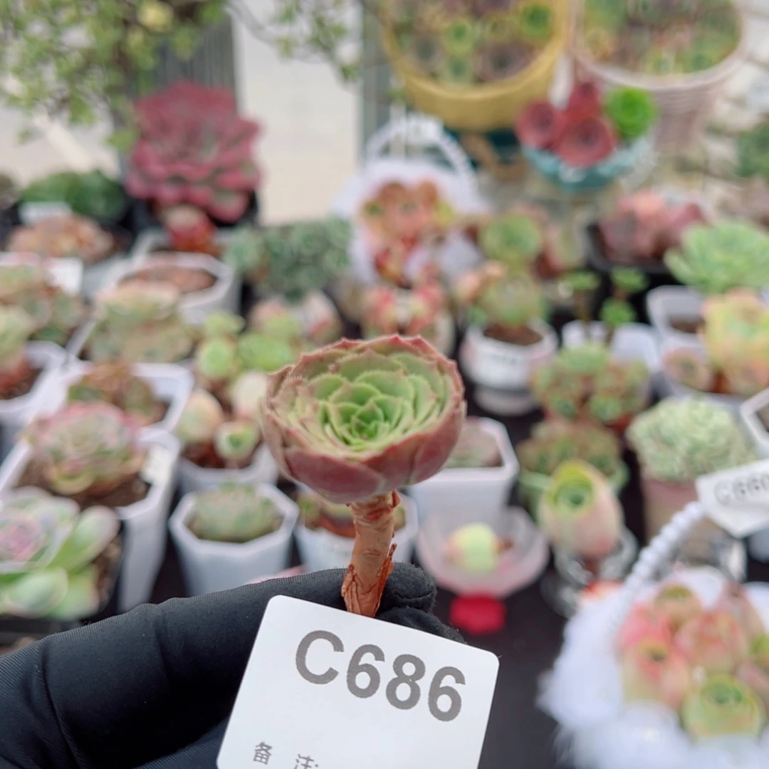 指***彩686疑似小法玫。  一物一拍