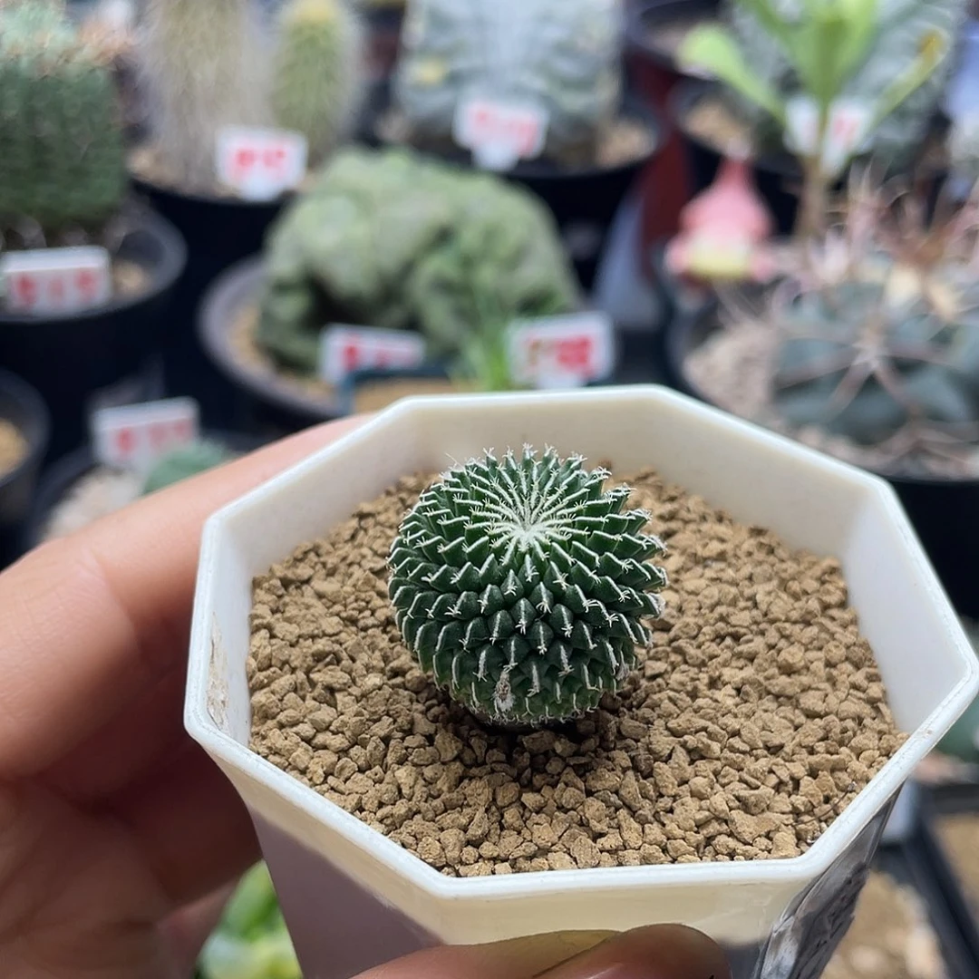 实生刺缀精巧殿仙人球