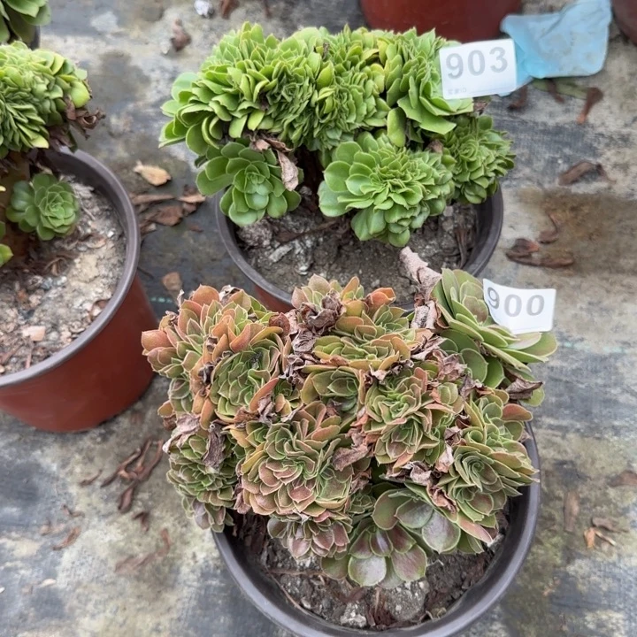 鲸***落多肉植物提取精华900903