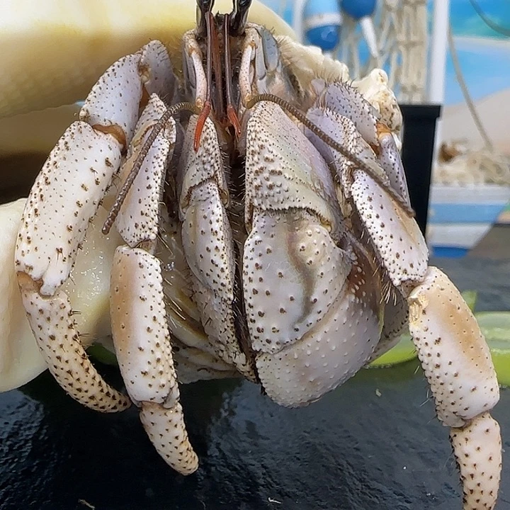 A42马岛深紫2.7cm口径