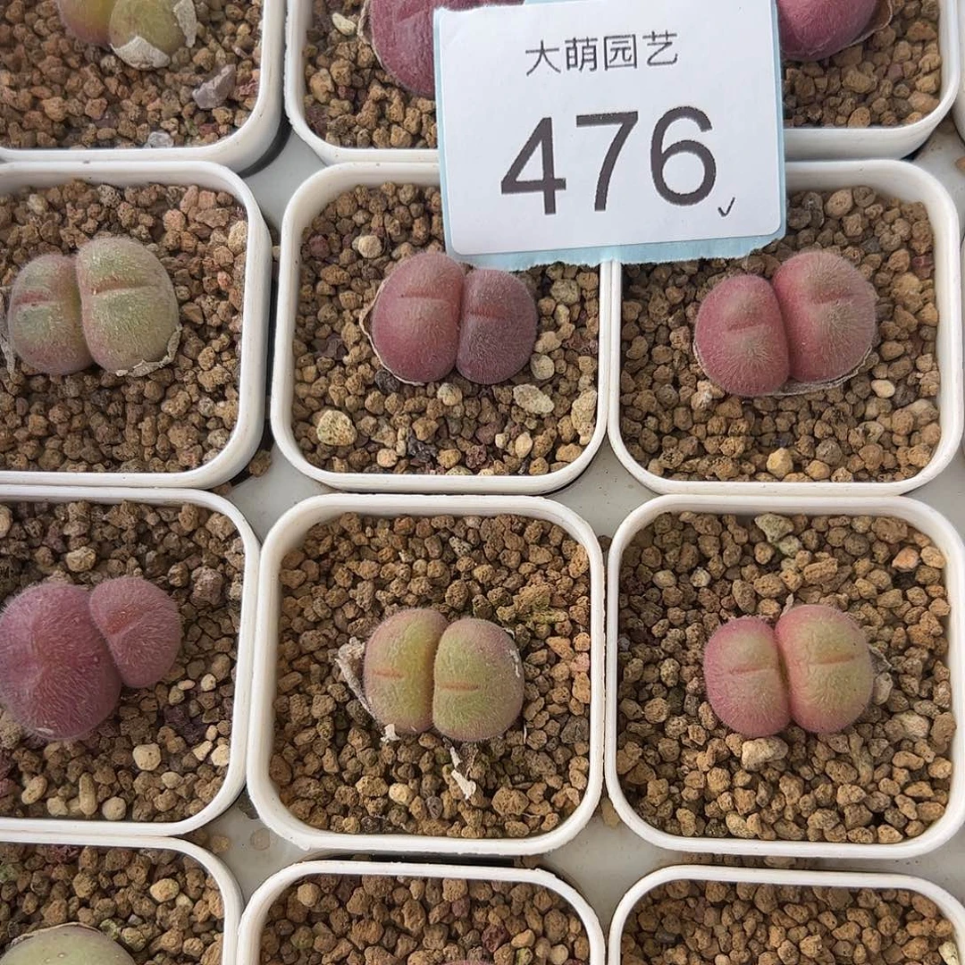 0000476量拍长毛翠滴双头3颗脱土发