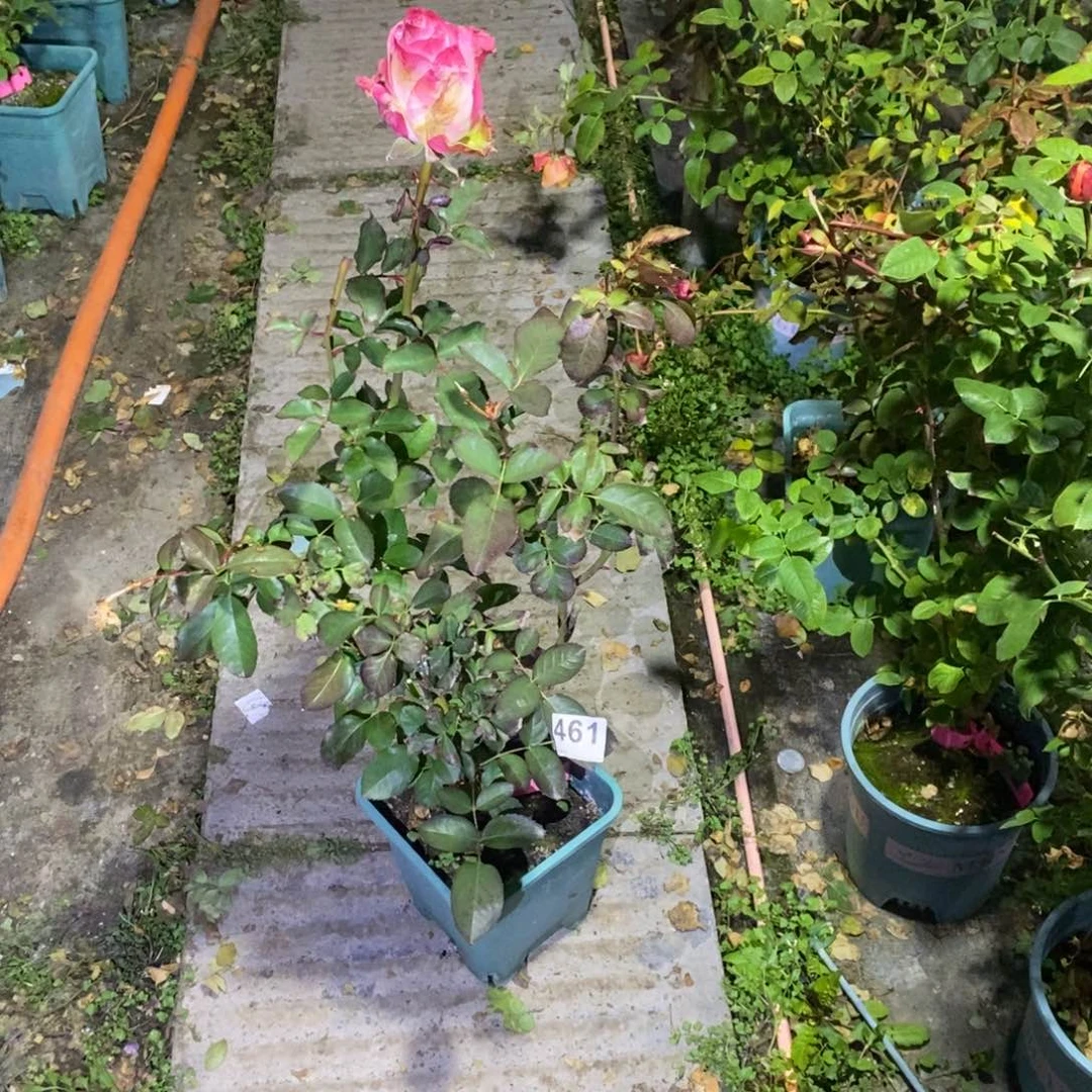 无花朵气场玫瑰土球发货