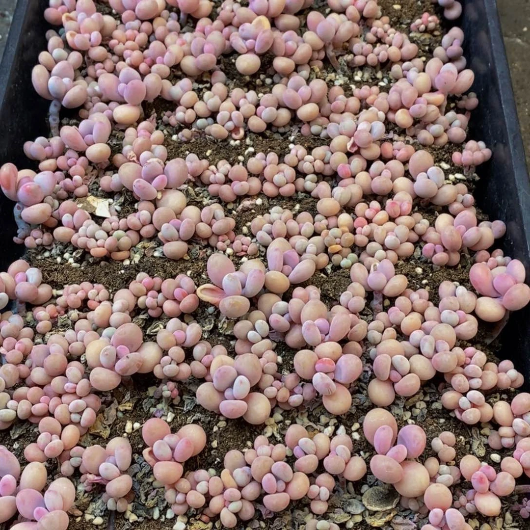 967多肉植物保护研究所所长助理