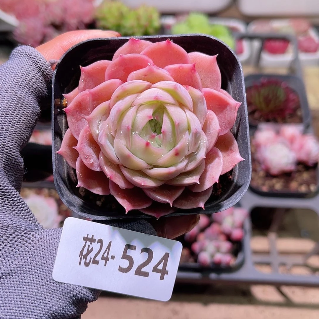 花24-524昂斯诺单头