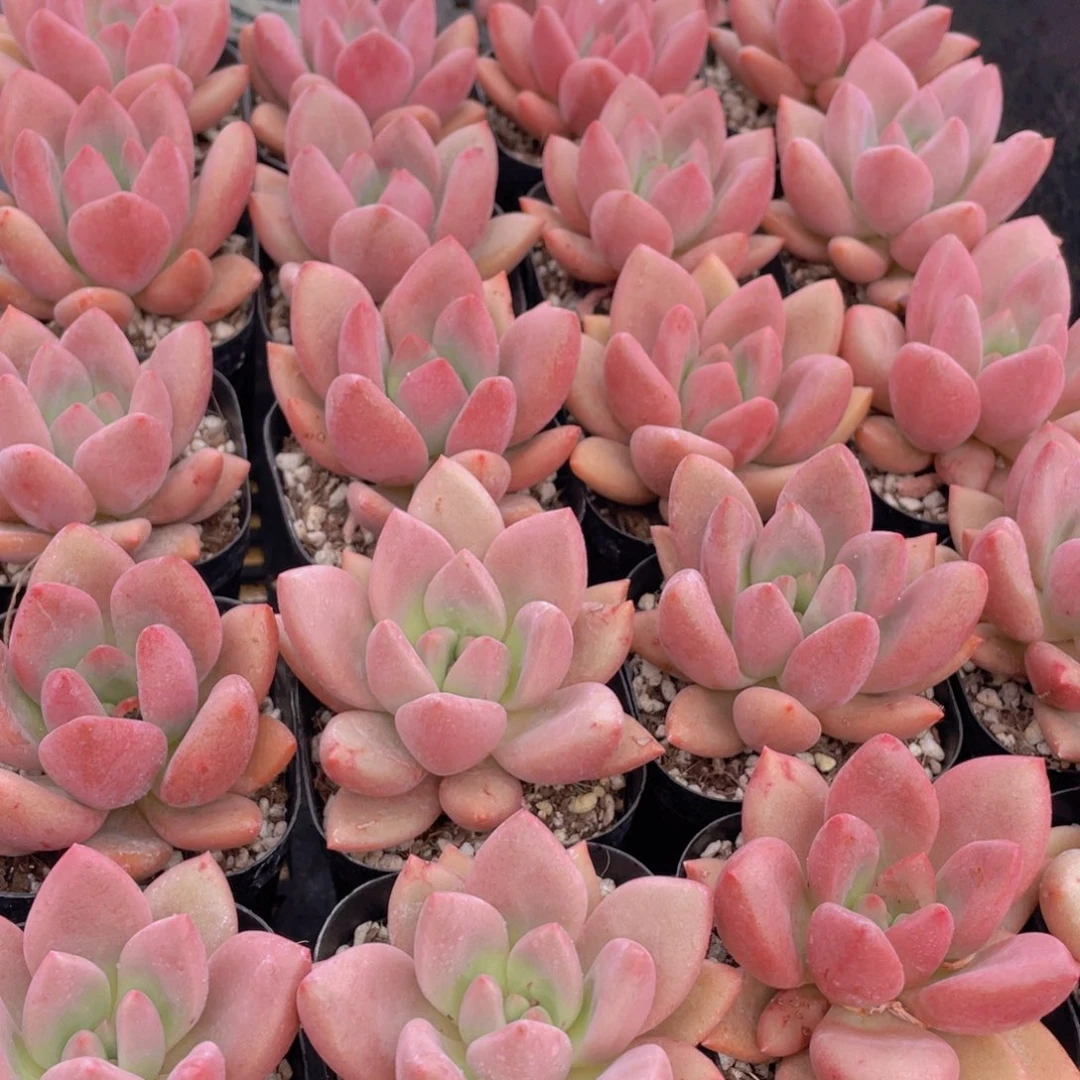 量拍5号 桃花源单头一个