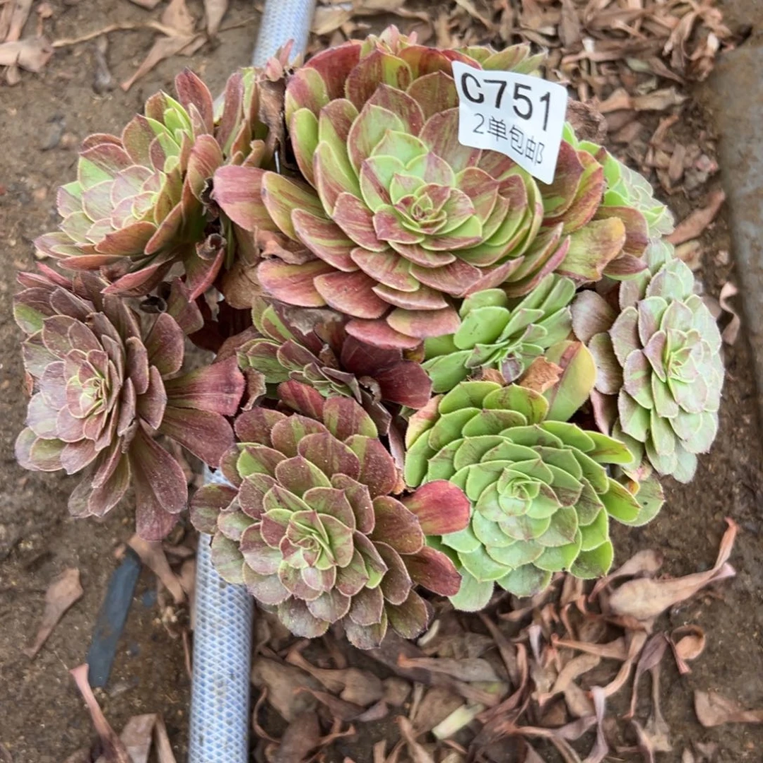 751多肉  花月夜 不包断头