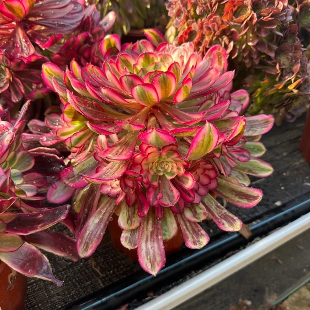 （新疆一单包邮）2025新品法师美杜莎粉女巫欧佳丽韶华等法师集合