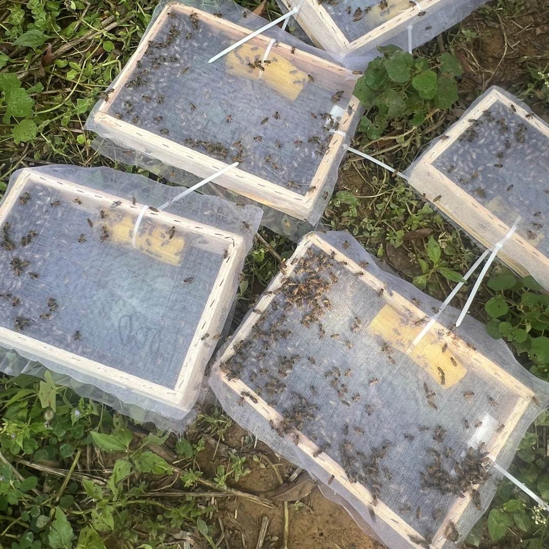 蜂群带王蜜蜂活体养殖双色阿坝带蜂箱中华蜂王种王出售养蜂