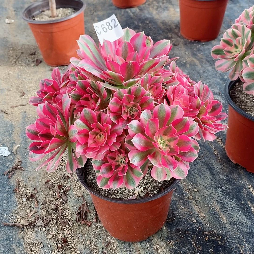 粉女巫682炖肉111111