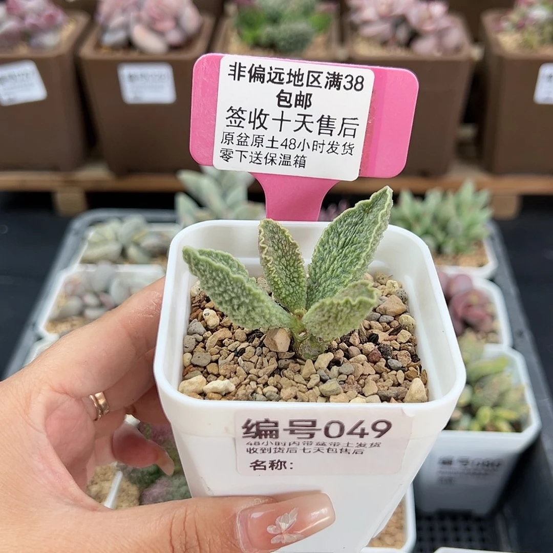 049绿皮多肉植物