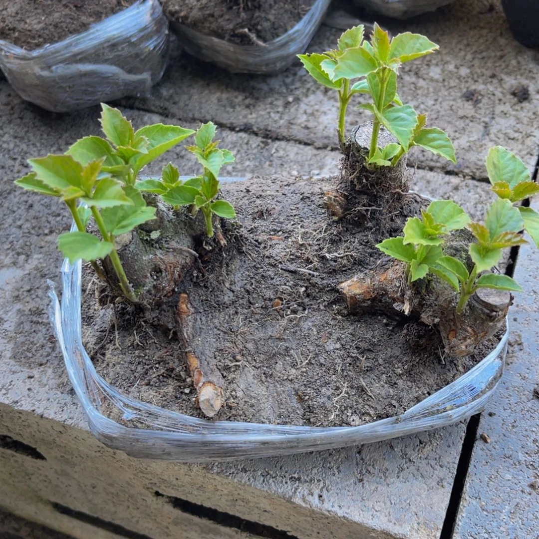 当前无花栽培后可以开花