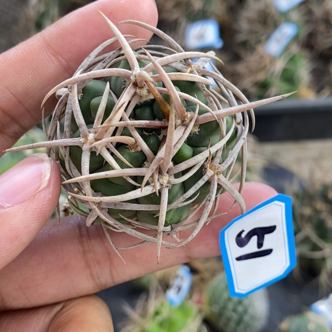 植播园艺51碧岩玉
