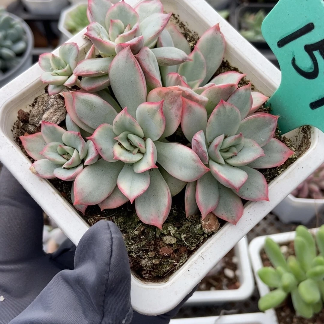 1598月光女神锦多肉