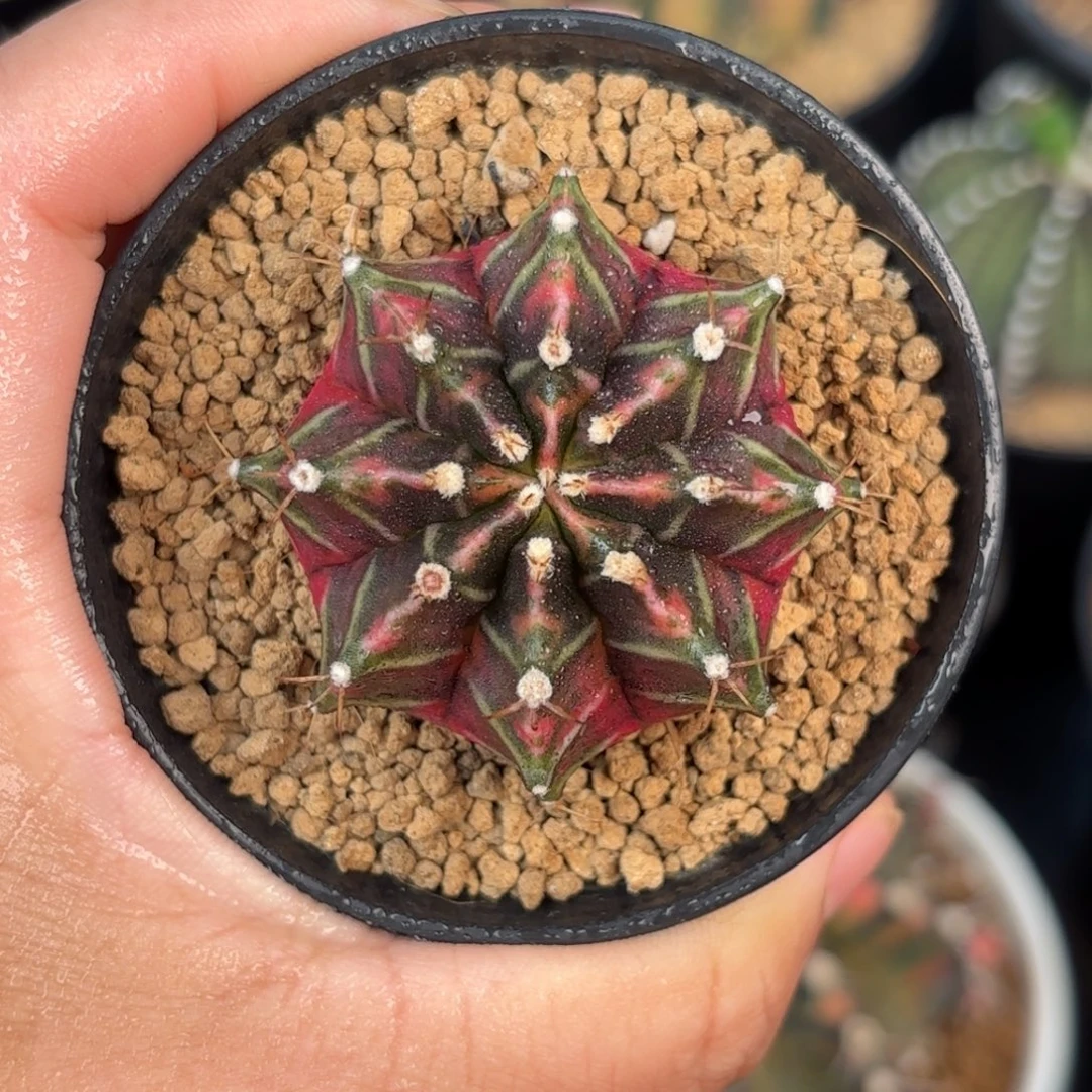 泰系米哈仙人球福利900