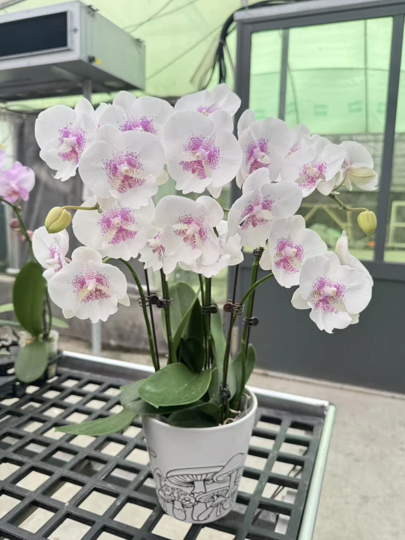 A3{爱情海}蝴蝶兰带花带花苞