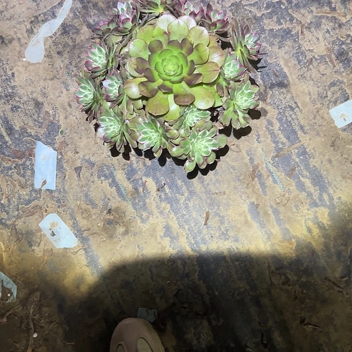 不包侧枝一物一拍20