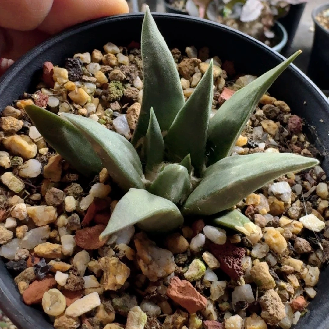 751龙牙牡丹脱土发货