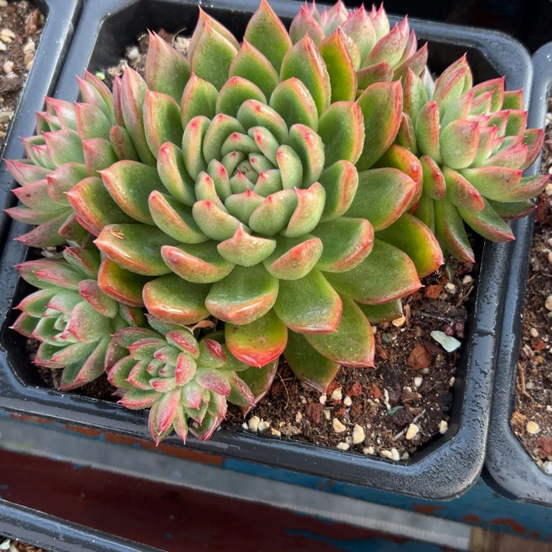 一物一拍，多肉植物（129）