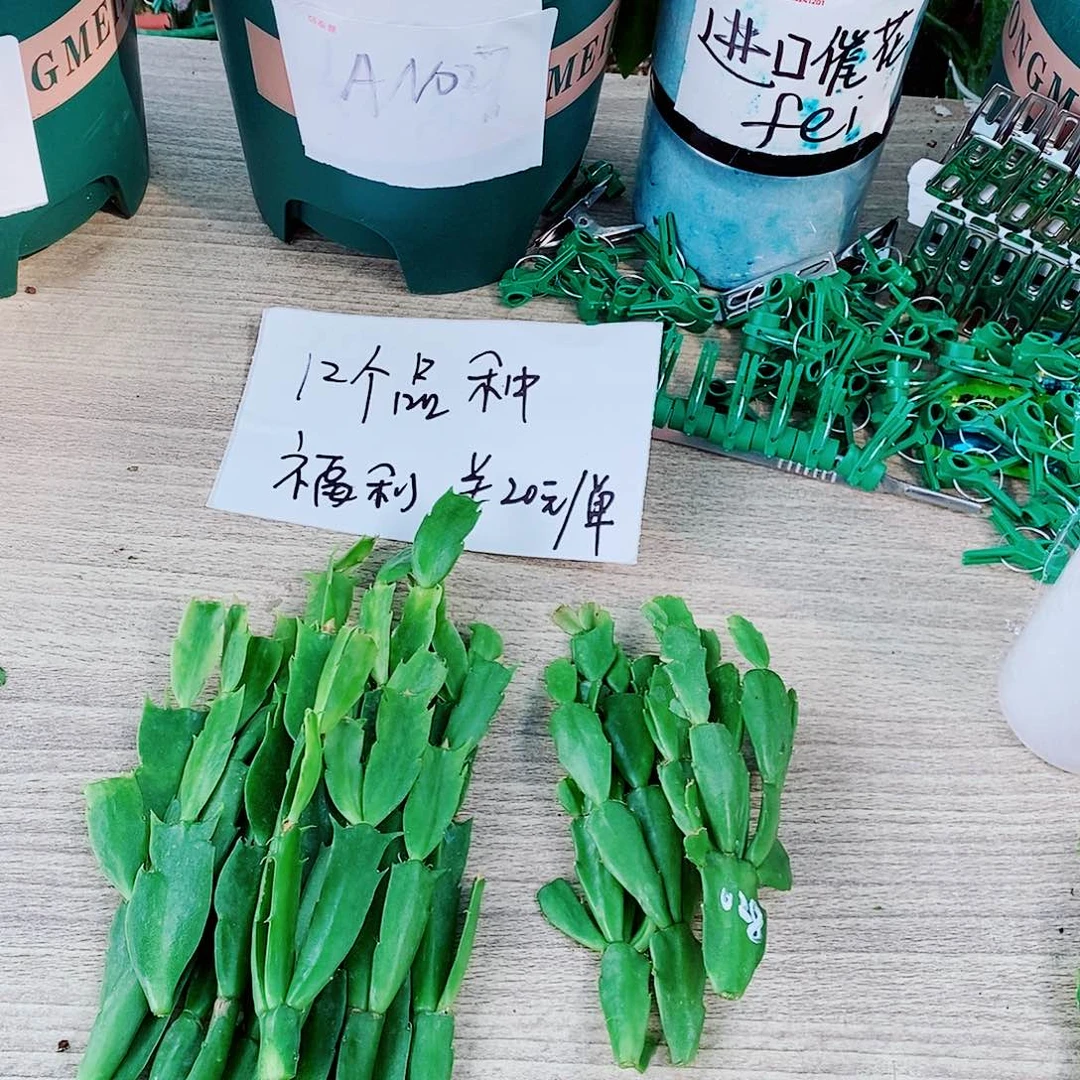 花***生无花朵叶片福利一物一拍