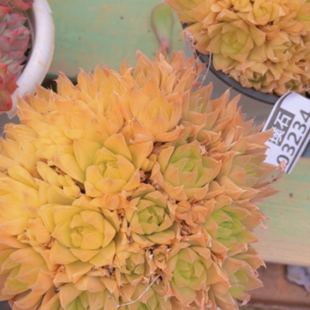 【闪购商品】黄金玉露03235