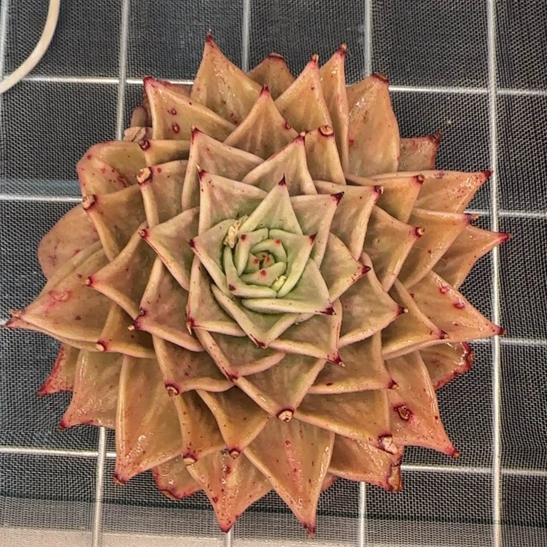 从前慢花园精选星星锦