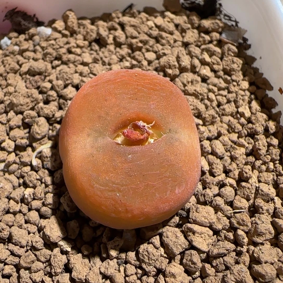 肉锥多肉植物组合-优选水蜜桃母本1103