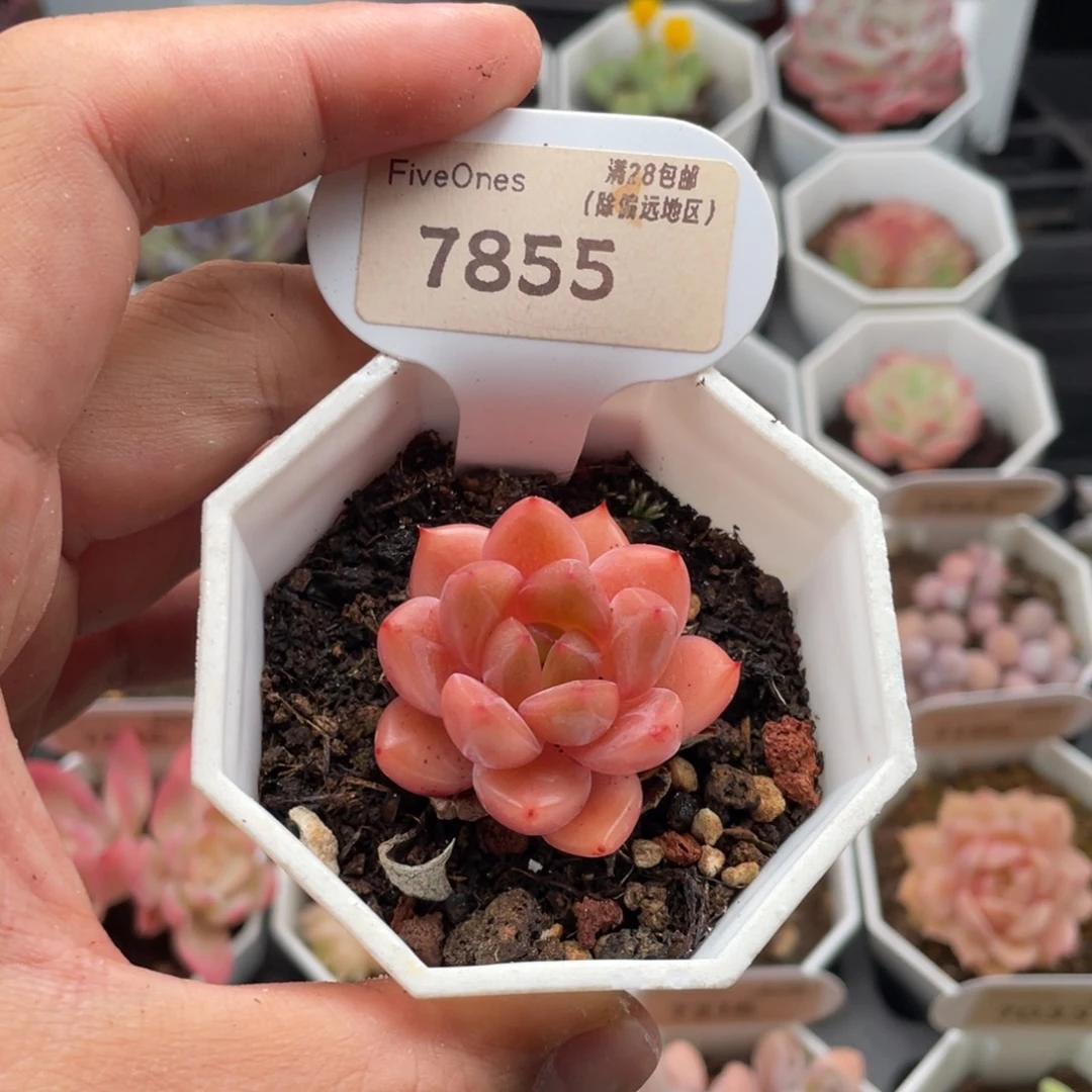 Q橙7855-4.00厘米