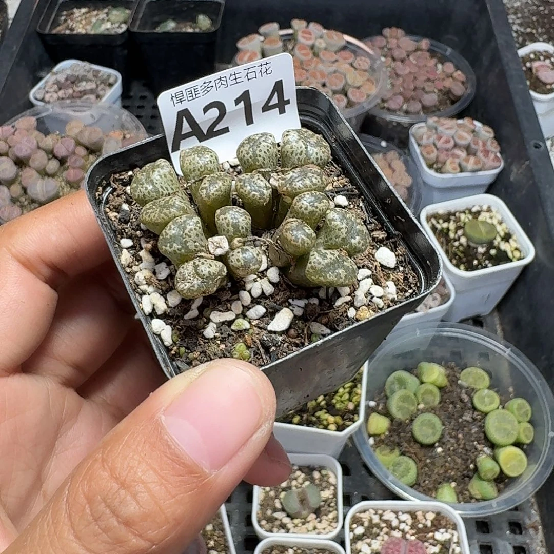 214多肉植物多肉植物
