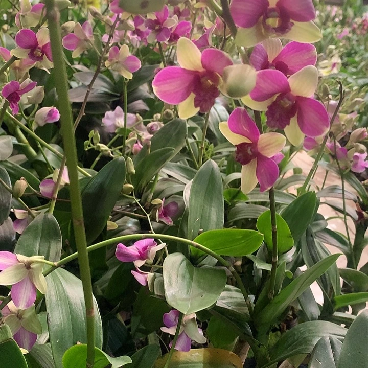完全开放复古色兔莉莉大小2苗裸根发带花花叶不包损